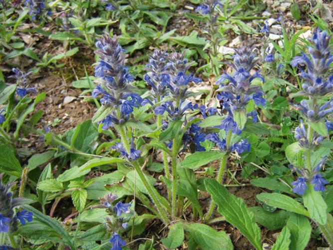 Ajuga genevensis © CHABROL L.