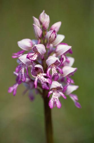 Orchis militaris © GRAVELAT B.