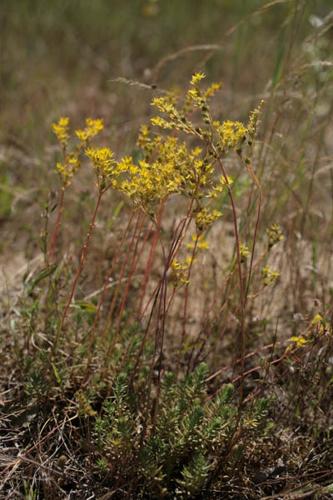 Sedum rupestre subsp. rupestre © NAWROT O.