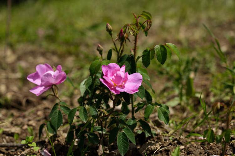 Rosa gallica © DESCHEEMACKER A.