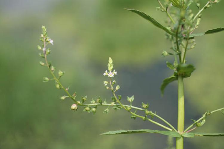 Veronica catenata © NAWROT O.