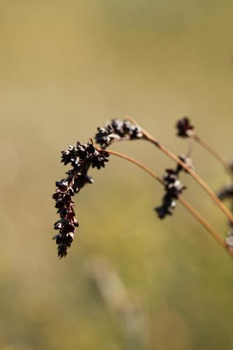 Luzula spicata © DESCHEEMACKER A.