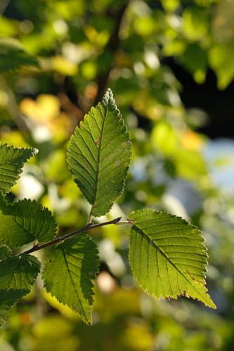 Ulmus gr. minor © DESCHEEMACKER A.