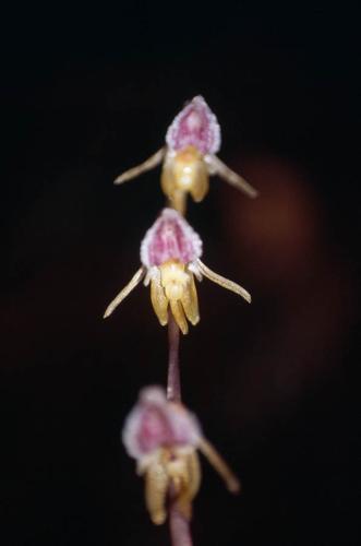 Epipogium aphyllum © GRAVELAT B.