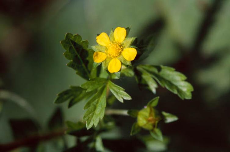 Potentilla supina © OLIVIER L.