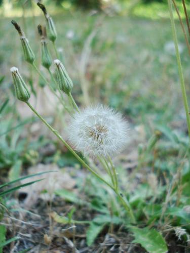 Crepis bursifolia © NICOLAS S.