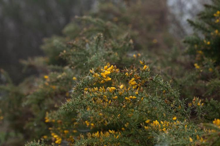 Ulex europaeus © DESCHEEMACKER A.