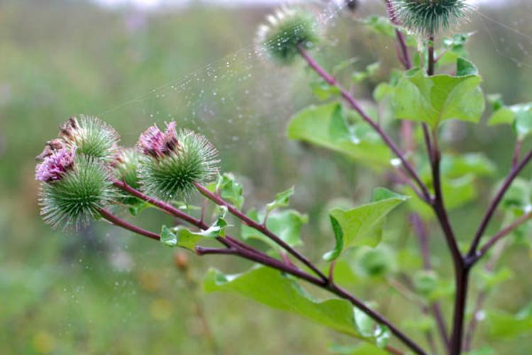 Arctium lappa © NAWROT O.