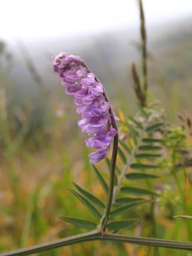 Vicia cracca (2) © NICOLAS S.