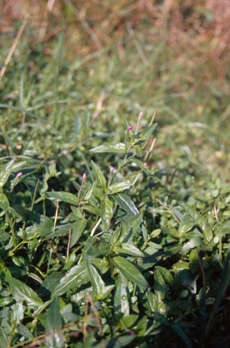 Epilobium obscurum © CHOISNET G.