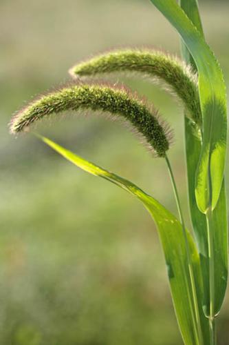 Setaria viridis subsp. pycnocoma © NAWROT O.