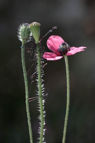 Papaver hybridum © NAWROT O.