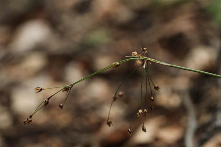 Luzula pilosa © DESCHEEMACKER A.