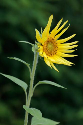 Helianthus annuus © DESCHEEMACKER A.