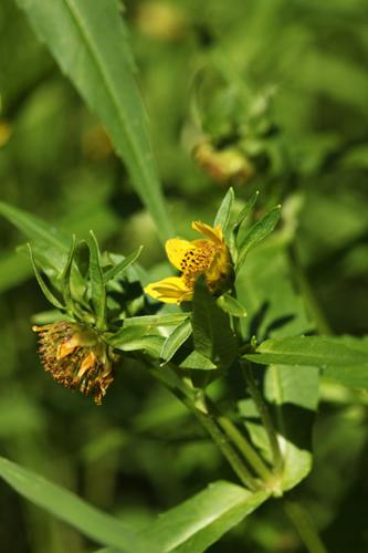 Bidens cernua © DESCHEEMACKER A.