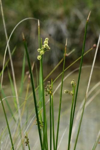 Scirpoides holoschoenus © DESCHEEMACKER A.