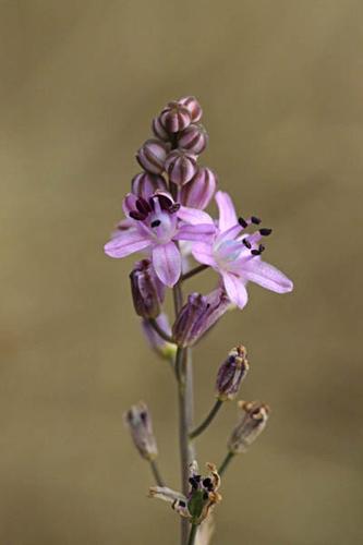 Scilla autumnalis © DESCHEEMACKER A.