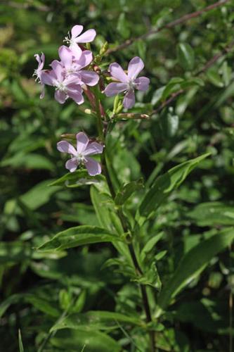 Saponaria officinalis © DESCHEEMACKER A.