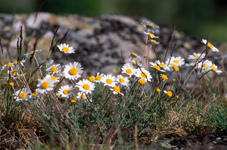 Anthemis saxatilis © OLIVIER L.