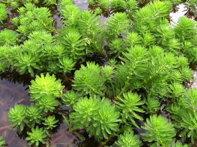 Myriophyllum aquaticum © REIMRINGER K.