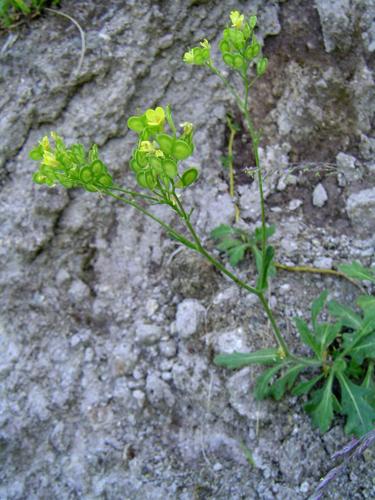 Biscutella arvernensis © NICOLAS S.