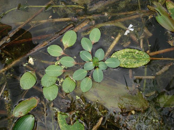 Ludwigia peploides © NICOLAS S.