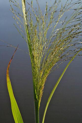 Panicum capillare © NAWROT O.