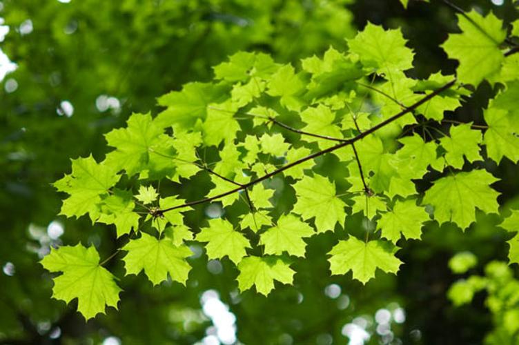 Acer platanoides © PERERA S.