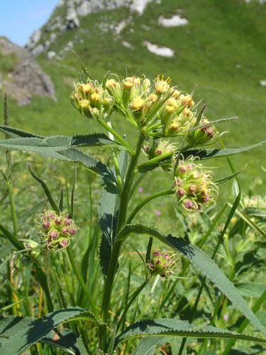 Senecio cacaliaster (4) © NICOLAS S.