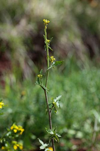 Sisymbrium officinale © DESCHEEMACKER A.