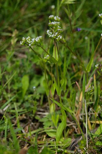 Valerianella locusta © DESCHEEMACKER A.