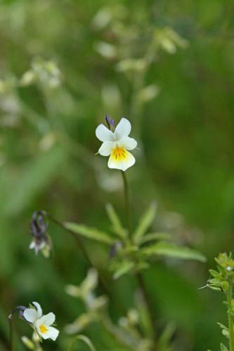 Viola arvensis © DESCHEEMACKER A.