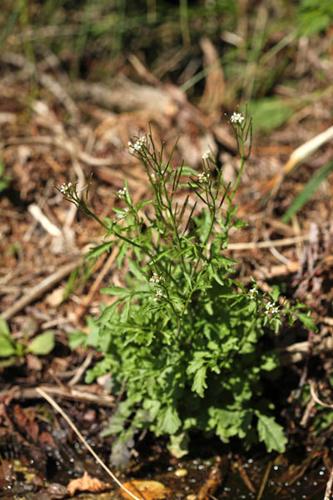 Cardamine flexuosa © DESCHEEMACKER A.