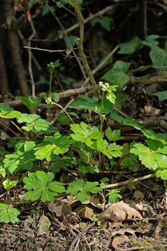 Sanicula europaea © DESCHEEMACKER A.