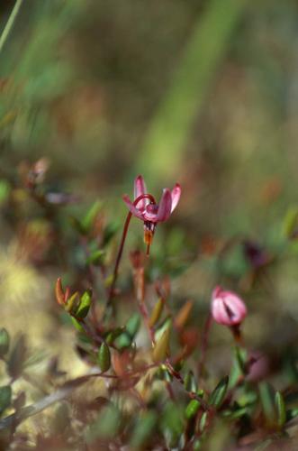 Vaccinium microcarpum © GRAVELAT B.