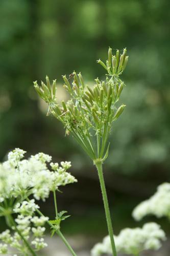 Chaerophyllum aureum © DESCHEEMACKER A.