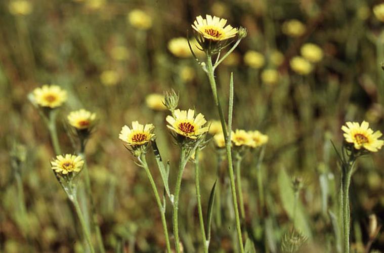 Tolpis barbata ssp umbellata © NAWROT O.