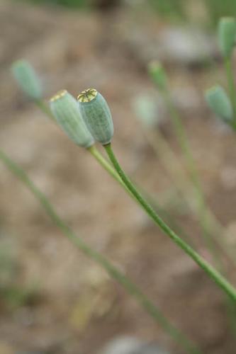 Papaver dubium subsp dubium © DESCHEEMACKER A.