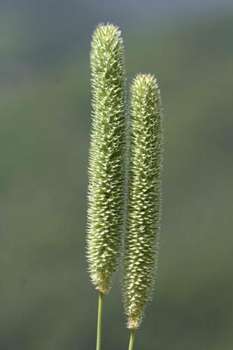 Phleum paniculatum © NAWROT O.