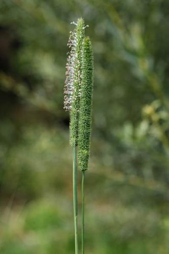 Phleum pratense © DESCHEEMACKER A.