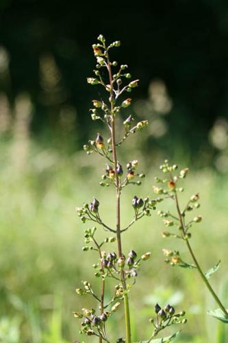 Scrophularia nodosa © DESCHEEMACKER A.