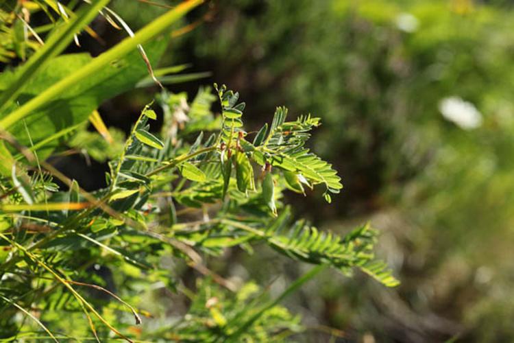 Vicia orobus © DESCHEEMACKER A.