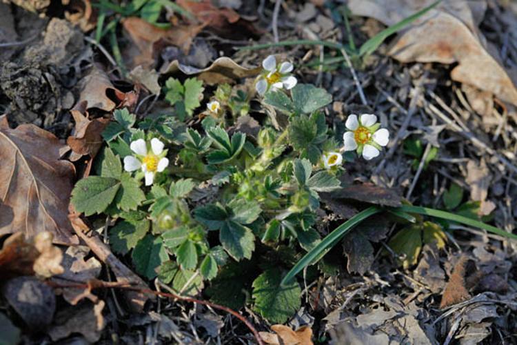 Potentilla sterilis © DESCHEEMACKER A.