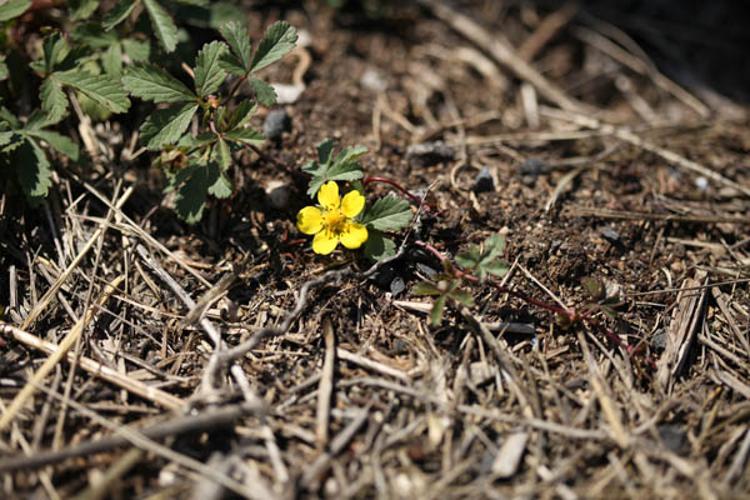 Potentilla reptans © DESCHEEMACKER A.