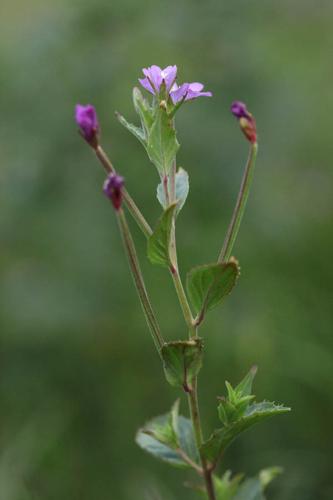 Epilobium duriaei © DESCHEEMACKER A.