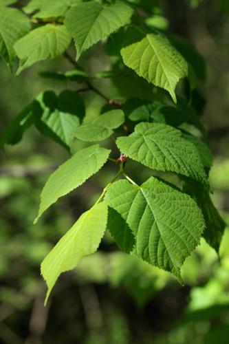 Tilia platyphyllos © DESCHEEMACKER A.