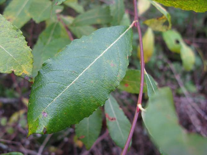 Salix acuminata © CHABROL L.