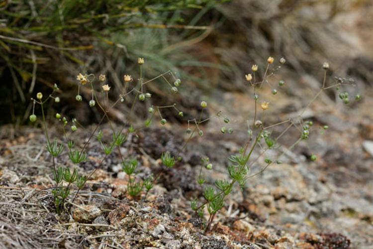 Spergula morisonii © DESCHEEMACKER A.