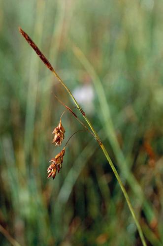 Carex limosa © OLIVIER L.