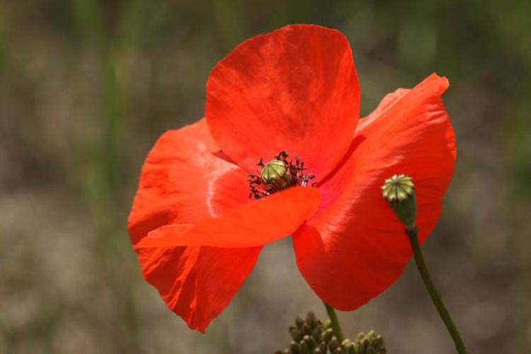 Papaver rhoeas © DESCHEEMACKER A.